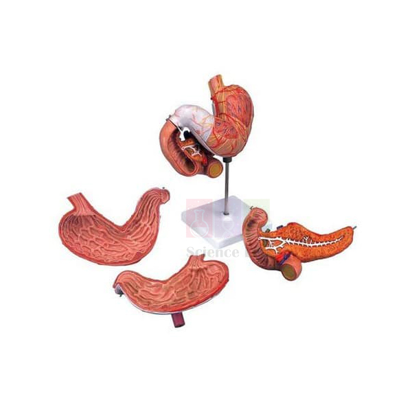 Stomach Model 2 Part